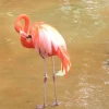 I'm sure the flamingo was the inspiration for this beauty